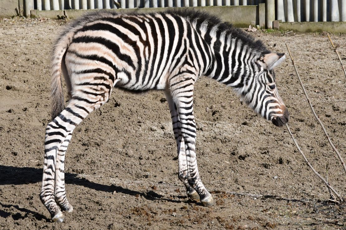 V Olomouci se po devíti letech narodilo hříbě zebry Chapmanovy