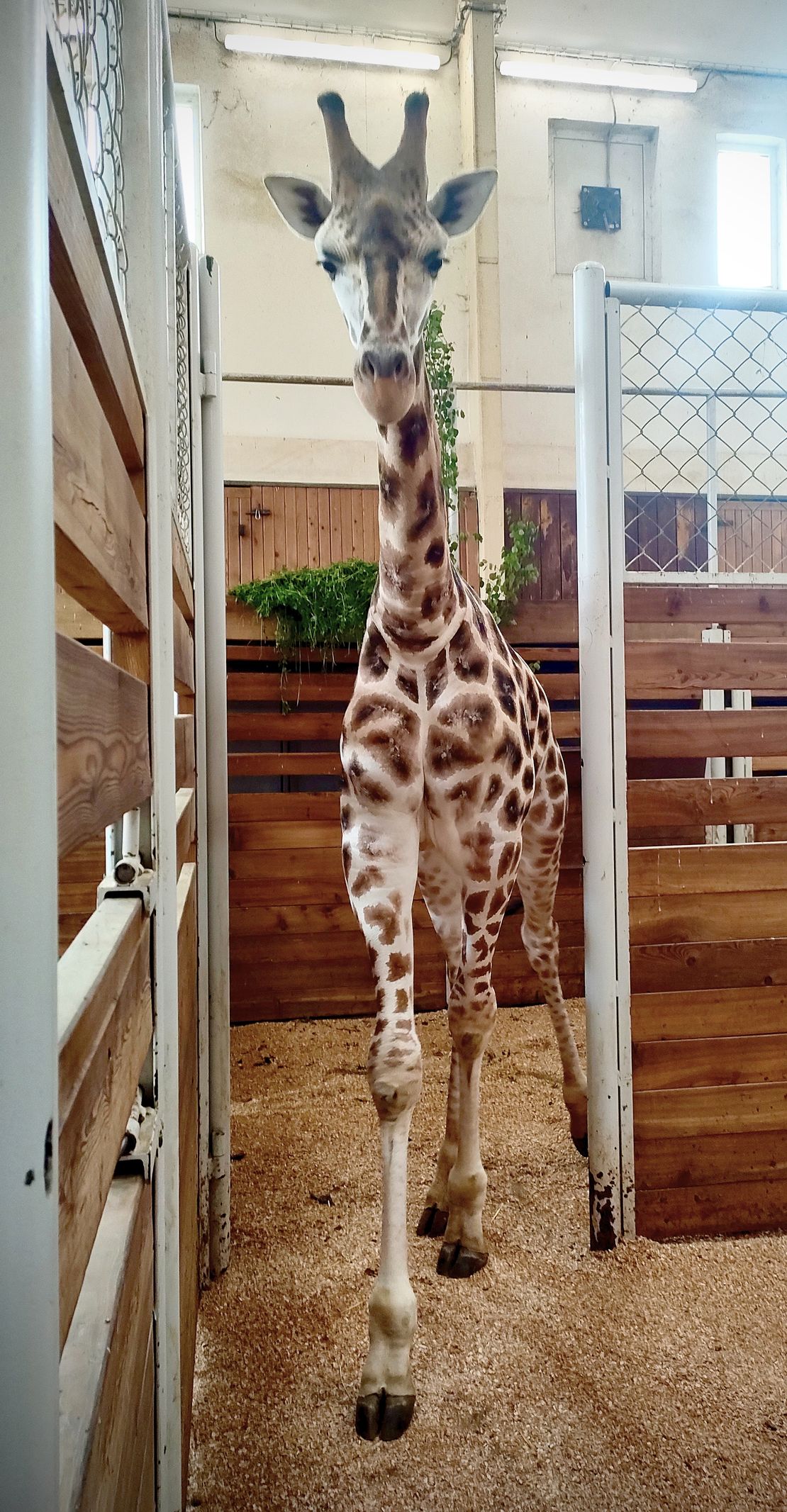 Do Jihlavy dorazil i samec ze Safariparku ve Dvoře Králové