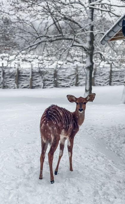Transporty nyal nížinných do Zoo Liberec
