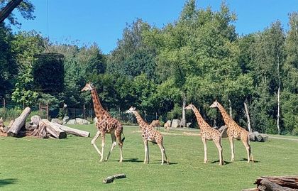 Chov v roce 2025: Zoo Ostrava