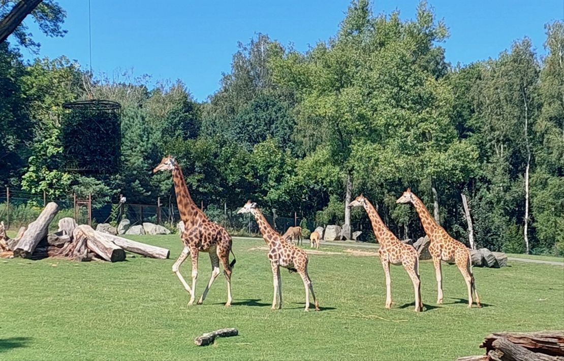 Chov v roce 2025: Zoo Ostrava