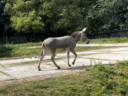 Hřebec osla somálského Rehani stráví zbytek léta ve Dvoře Králové