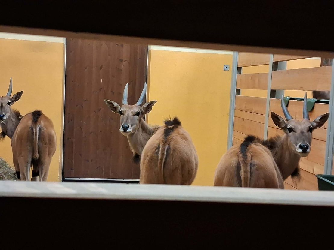 Antilopy losí v Brně