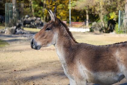 Chov v roce 2025: Zoo Bratislava