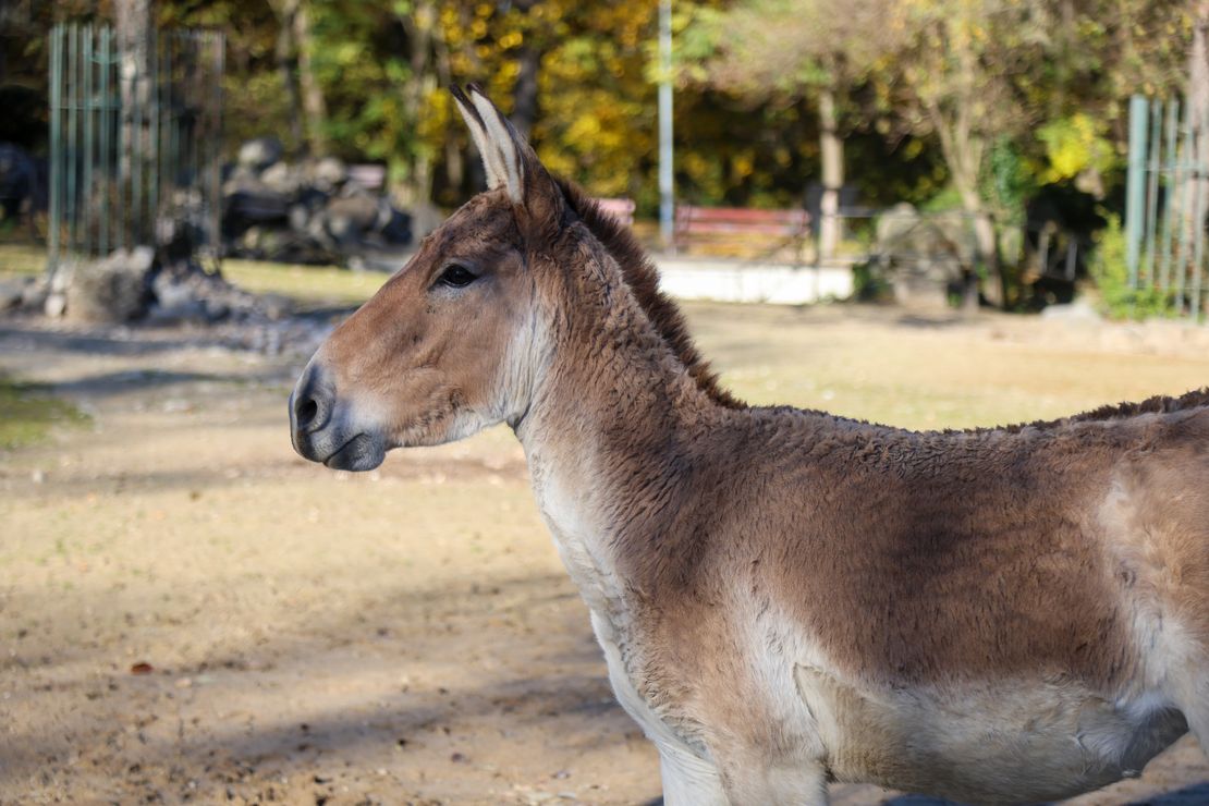 Chov v roce 2025: Zoo Bratislava