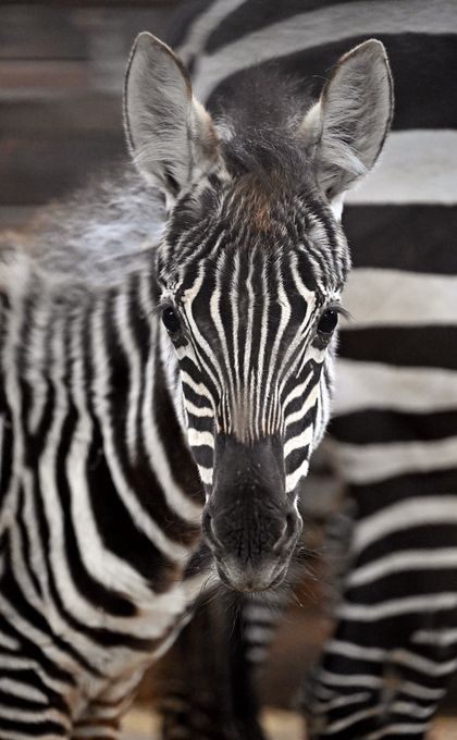 Chov v roce 2025: Safari Park Dvůr Králové