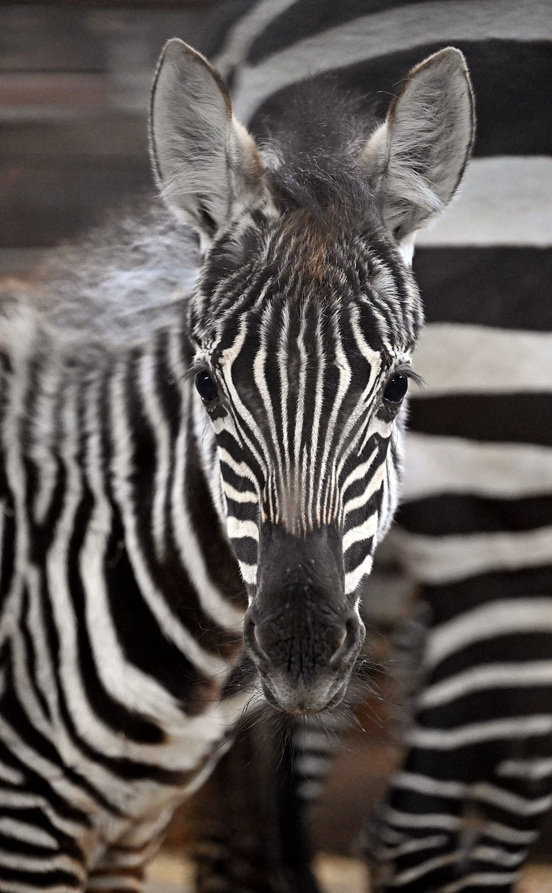 Chov v roce 2025: Safari Park Dvůr Králové