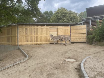 Dokončení rekonstrukce výběhu oslů somálských v Liberci