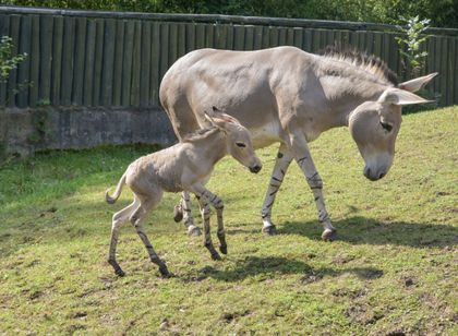 Narození mláděte osla somálského v Zoo Ústí nad Labem
