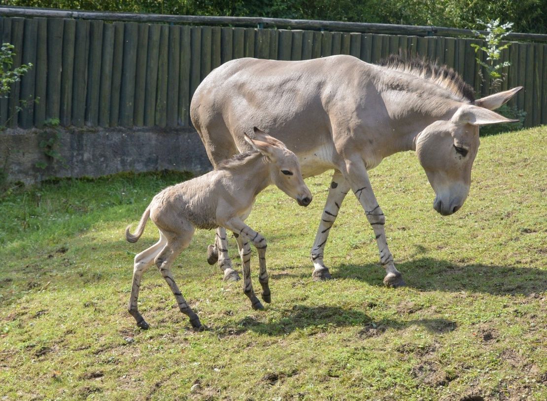 Narození mláděte osla somálského v Zoo Ústí nad Labem