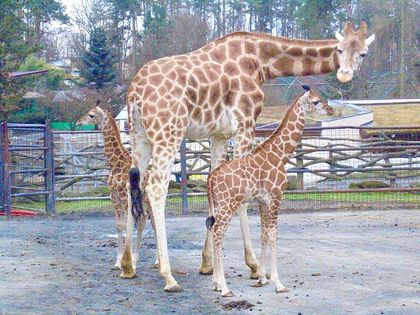 Chov v roce 2025: Zoo Olomouc