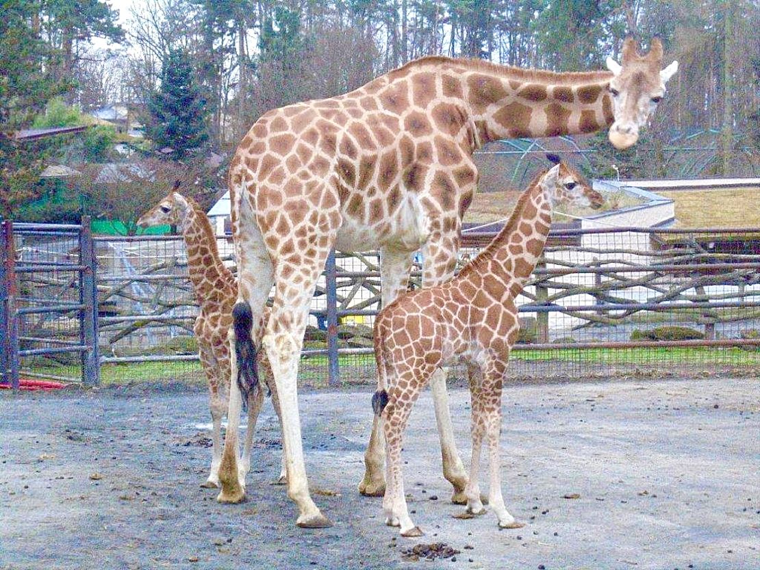 Chov v roce 2025: Zoo Olomouc