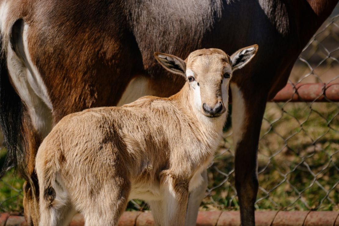 Chov v roce 2025: Zoo Brno