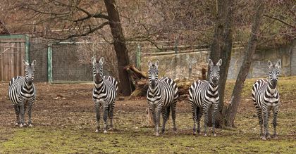 Chov v roce 2025: Zoo Plzeň