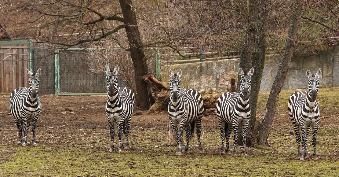 Chov v roce 2025: Zoo Plzeň