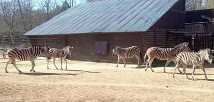 Chov v roce 2025: Zoo Hodonín