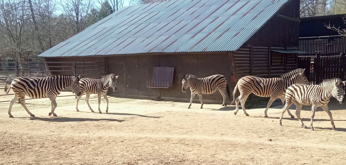 Chov v roce 2025: Zoo Hodonín