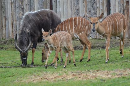 Chov v roce 2025: Zoo Hodonín