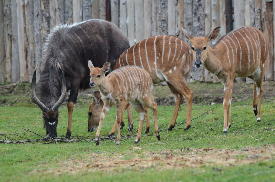 Chov v roce 2025: Zoo Hodonín