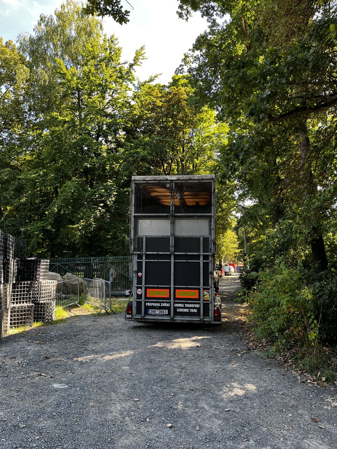 Poslední dvě žirafy na čas odjely z Liberce