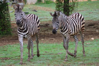 Chov v roce 2025: Zoo Košice