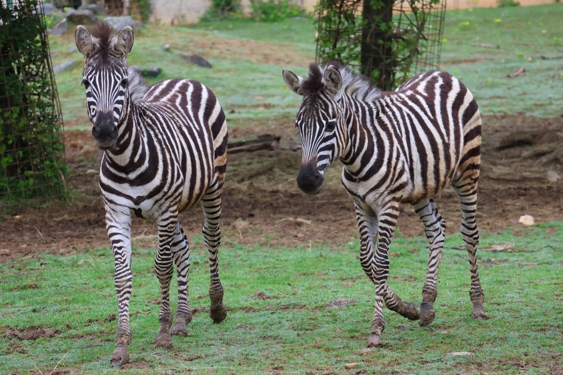 Chov v roce 2025: Zoo Košice