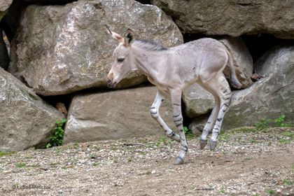 Tři hříbata, jeden příběh: postupný návrat chovu divokých koňovitých v Zoo Liberec