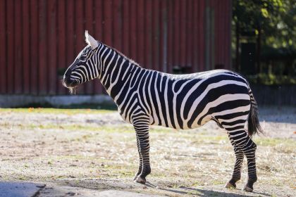 Chov v roce 2025: Zoo Liberec