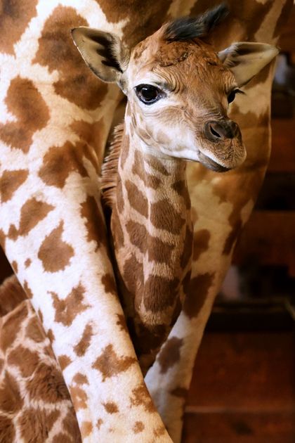 Chov v roce 2025: Safari Park Dvůr Králové