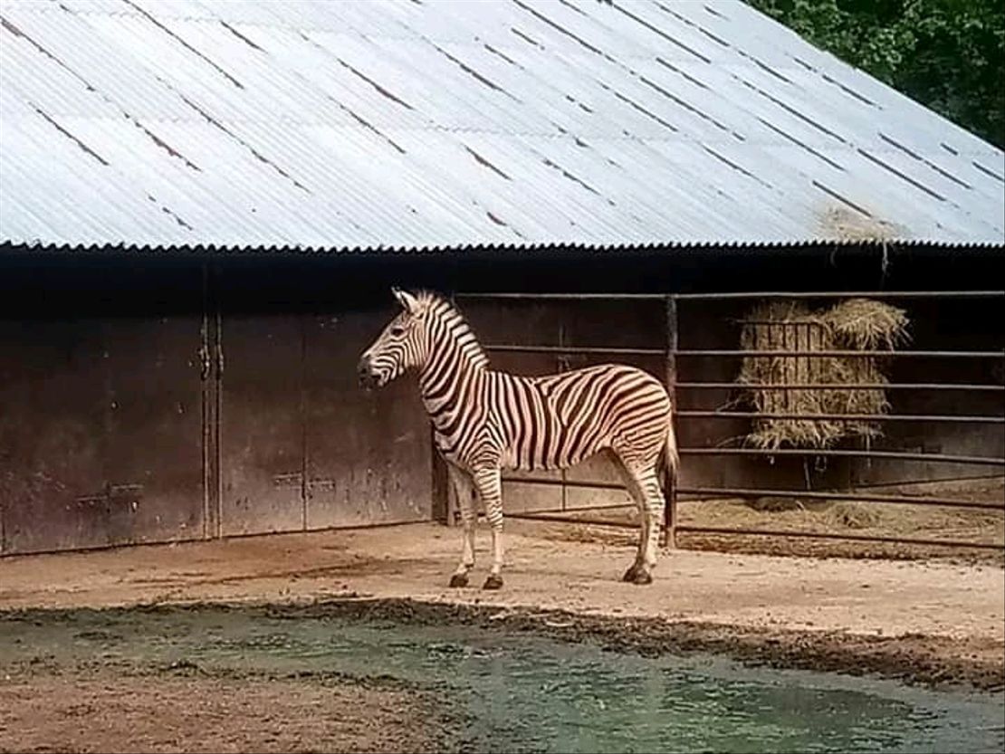 Chov v roce 2020: Zoo Hodonín