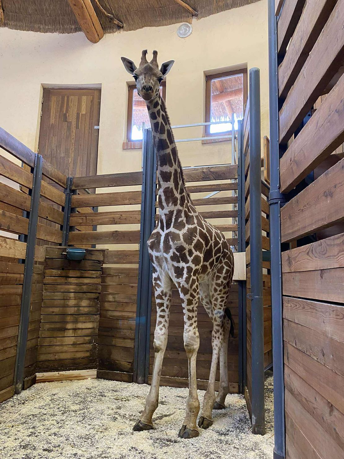 Do Jihlavy se přesunul i liberecký Ohio