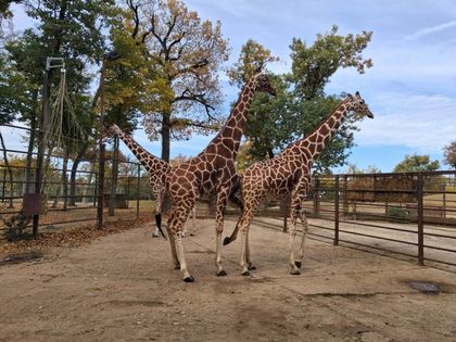 Chov v roce 2025: Zoo Brno