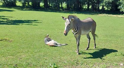 Chov v roce 2025: Zoo Ostrava