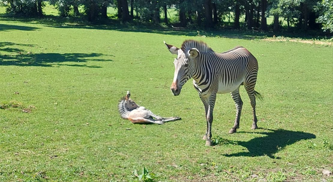 Chov v roce 2025: Zoo Ostrava