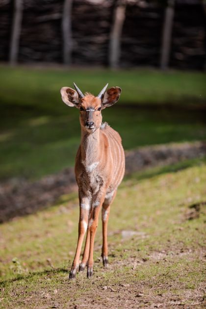 Chov v roce 2025: Zoo Liberec