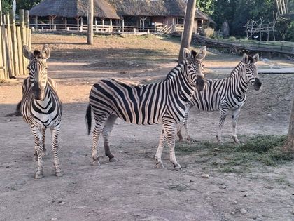 Chov v roce 2025: Zoo Brno