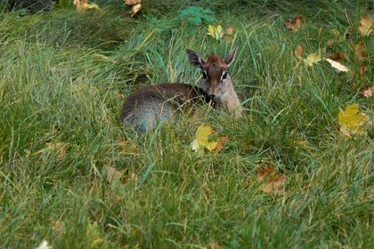 Chov v roce 2025: Zoo Bratislava