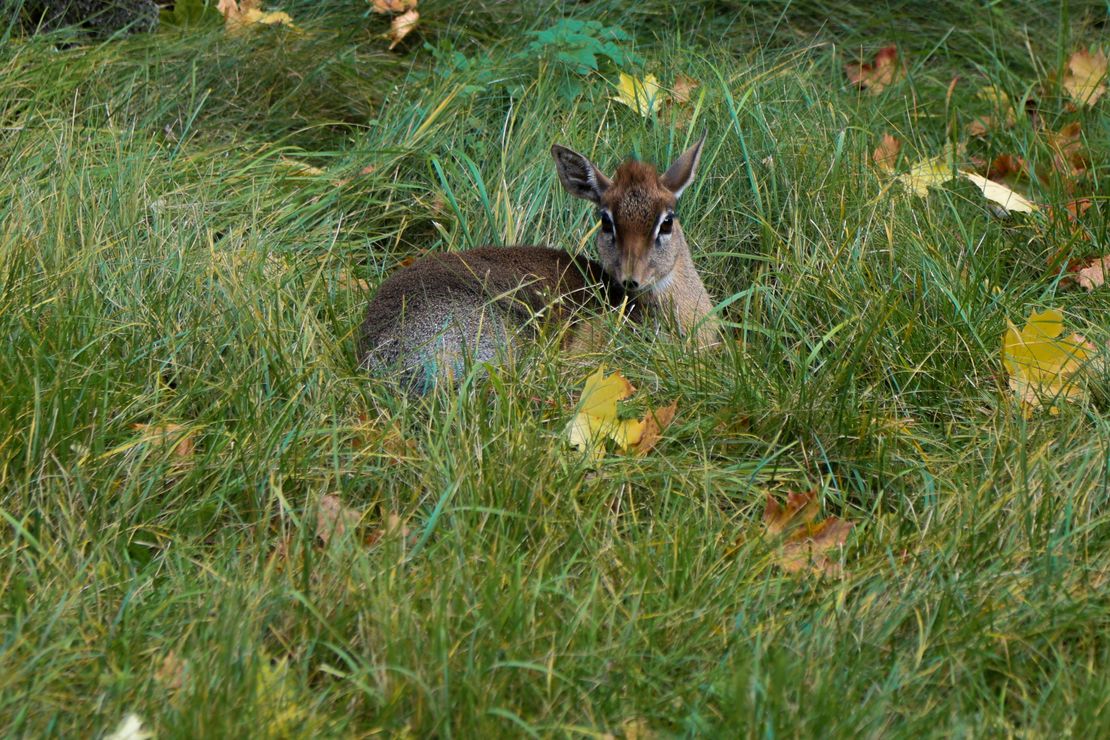 Chov v roce 2025: Zoo Bratislava