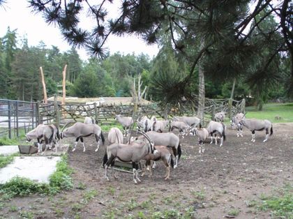 Chov v roce 2025: Zoo Olomouc