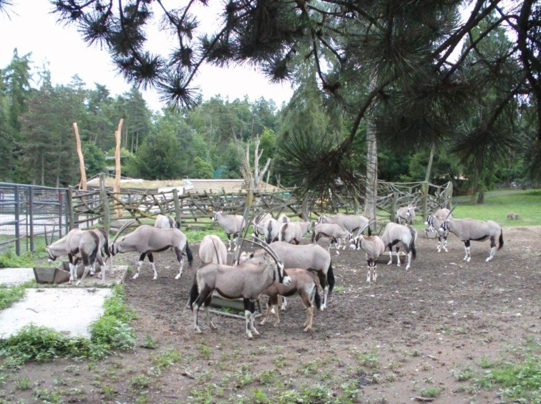 Chov v roce 2025: Zoo Olomouc