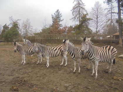 Chov v roce 2025: Zoo Olomouc